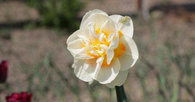 Nahaufnahme einer weißen Rosenblüte