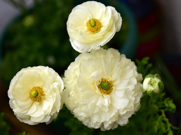 Foto nahaufnahme einer weißen rosenblüte