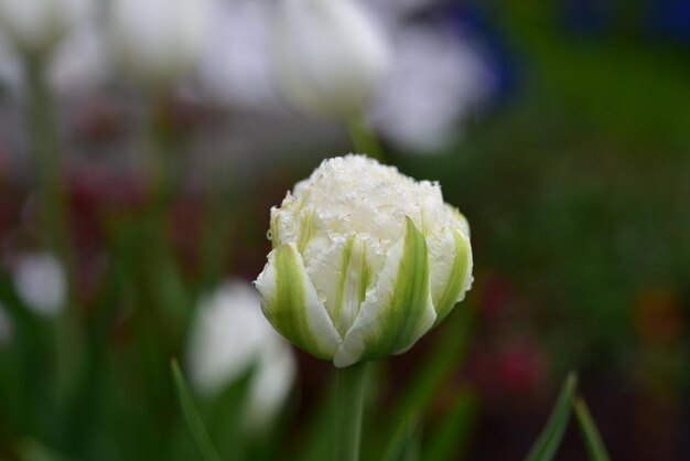 Foto nahaufnahme einer weißen rosenblüte