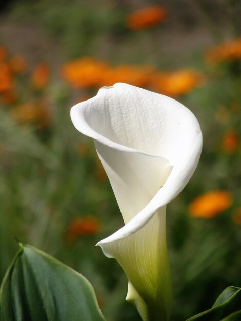 Foto nahaufnahme einer weißen rosenblüte