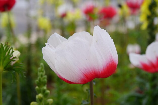 Foto nahaufnahme einer weißen tulpe