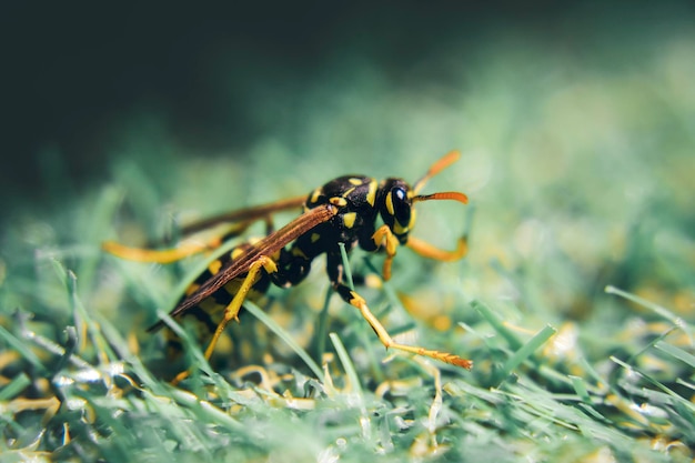 Nahaufnahme einer Wespe auf einem grasbewachsenen Feld