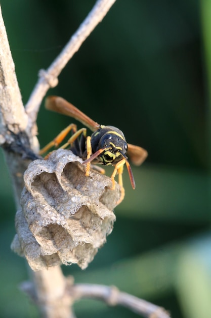 Nahaufnahme einer Wespe, die ein Nest baut