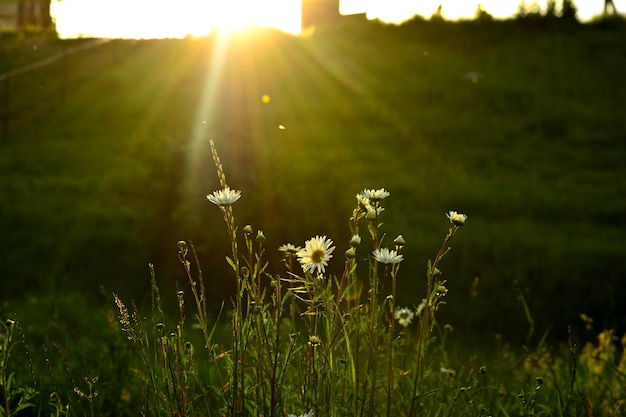 Nahaufnahme einer Wildblume, die auf einer Pflanze blüht