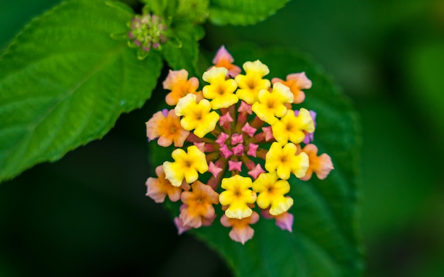 Nahaufnahme einer wilden, farbenfrohen Blume