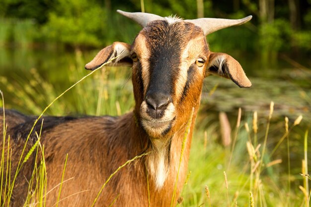 Nahaufnahme einer wilden Ziege im Sommer