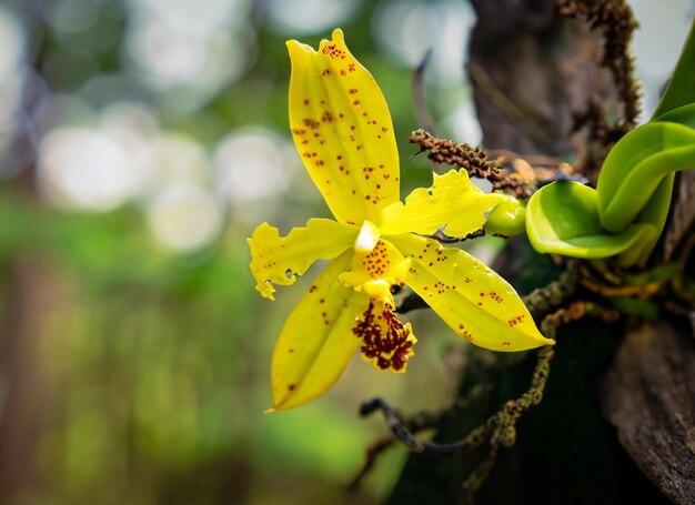 Nahaufnahme einer winzigen gelben Orchidee im Wald