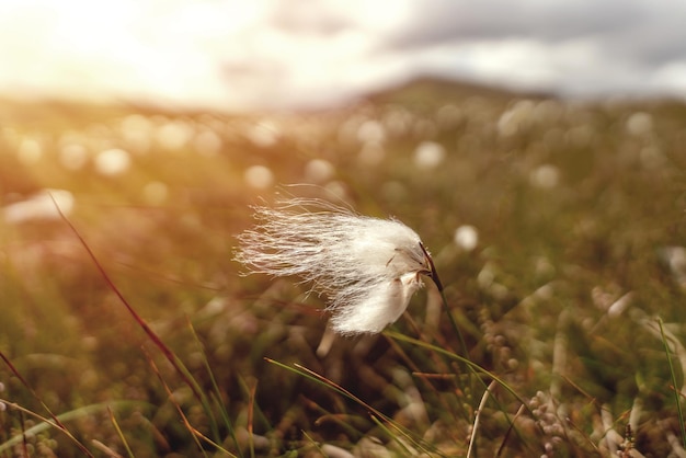 Nahaufnahme einer Wollgrasblume im Sonnenlicht im Peak District