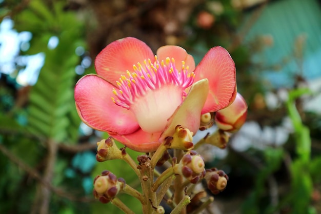 Nahaufnahme einer wunderschönen blühenden Sal-Blume oder Shorea robusta