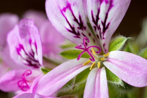 Nahaufnahme einer wunderschönen bunten Pelargonie an einem sonnigen Tag