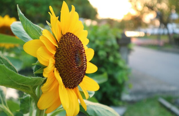 Nahaufnahme einer wunderschönen leuchtend gelben Sonnenblume, die im Garten blüht