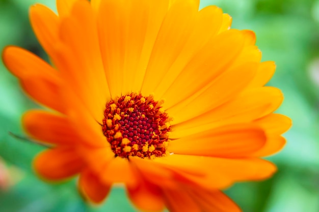 Nahaufnahme einer wunderschönen Sommerblume im sanften Sonnenlicht. Orangefarbene Blume von Calendula Officinalis