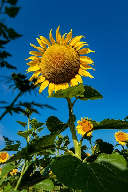 Foto nahaufnahme einer wunderschönen sonnenblumenblume im sommer unter der sonne