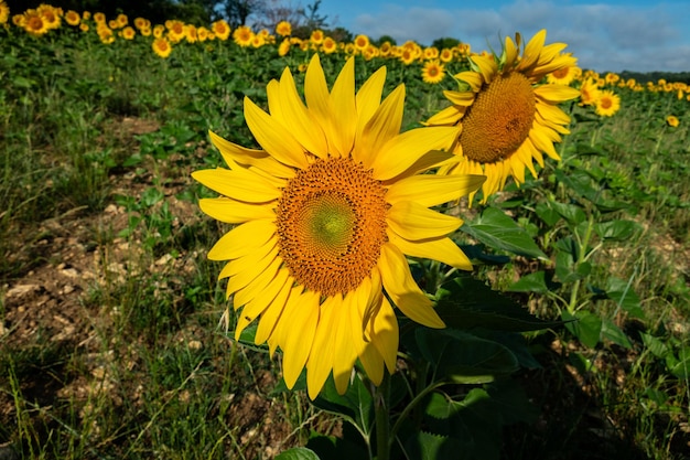 Foto nahaufnahme einer wunderschönen sonnenblumenblume im sommer unter der sonne