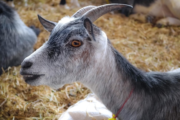Nahaufnahme einer Ziege auf dem Feld