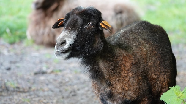 Nahaufnahme einer Ziege auf dem Feld