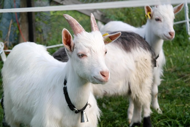 Nahaufnahme einer Ziege auf dem Feld