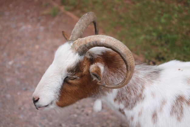 Nahaufnahme einer Ziege auf dem Feld