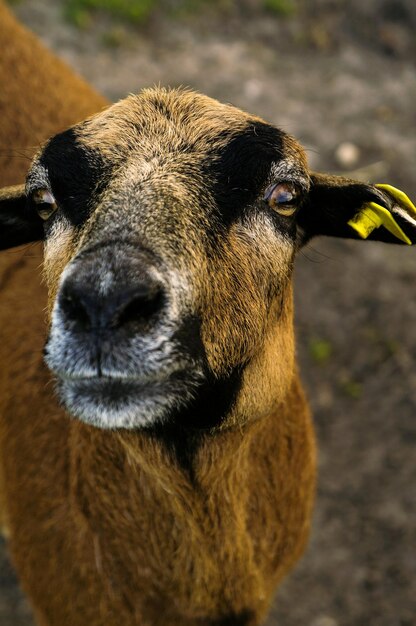 Foto nahaufnahme einer ziege auf einem bauernhof