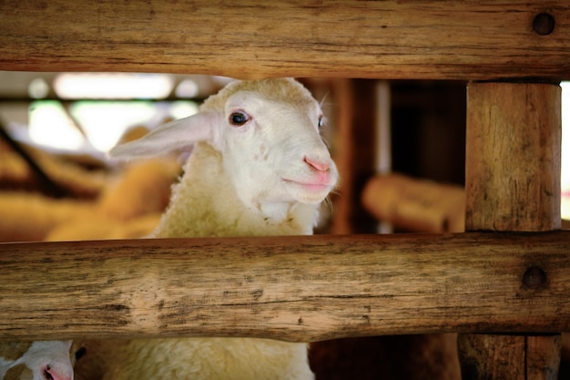 Nahaufnahme einer Ziege im Stall