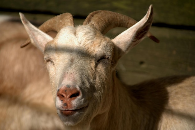 Nahaufnahme einer Ziege mit geschlossenen Augen