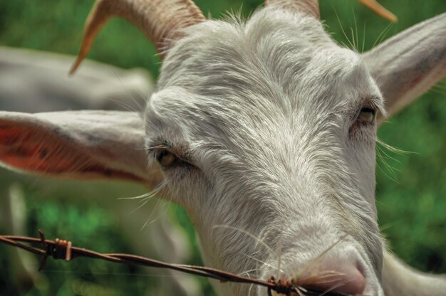 Foto nahaufnahme einer ziege neben einem zaun in einem bauernhaus in der nähe des dorfes joanopolis, brasilien