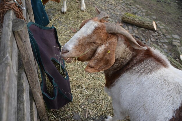 Foto nahaufnahme einer ziege