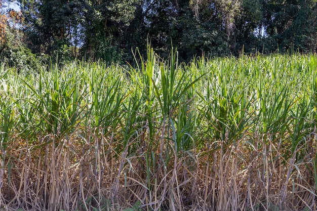 Nahaufnahme einer Zuckerrohrplantage mit intensiv verschwommener Vegetation im Hintergrund an sonnigen Tagen