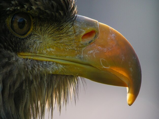 Foto nahaufnahme eines adler-leuchtturms