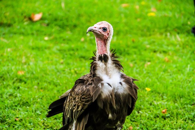 Foto nahaufnahme eines adlers auf dem feld