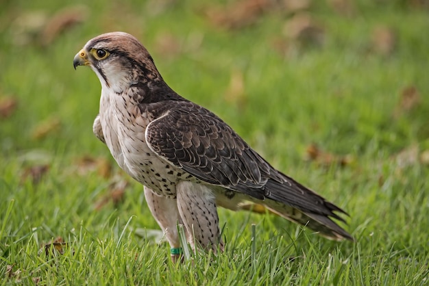 Nahaufnahme eines Adlers auf dem Gras