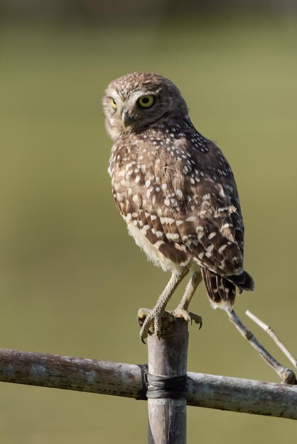 Foto nahaufnahme eines adlers, der auf einem holzpfosten sitzt