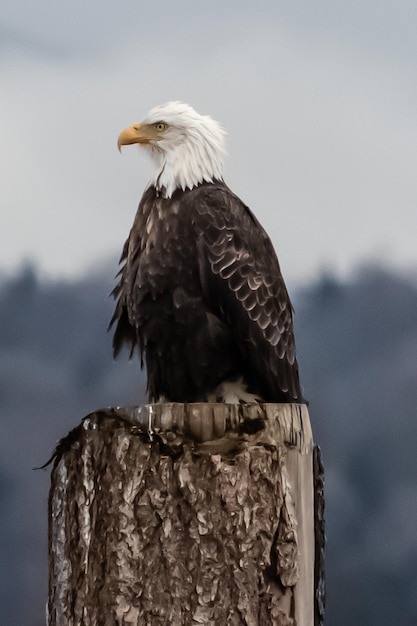 Nahaufnahme eines Adlers, der auf einem Holzpfosten sitzt
