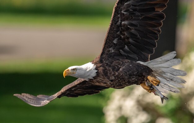 Foto nahaufnahme eines adlers, der in der luft fliegt