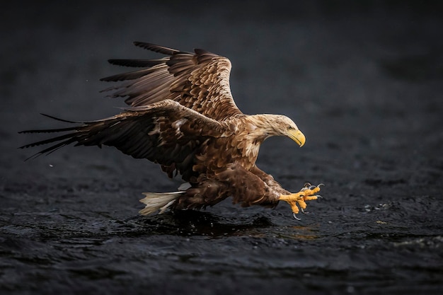 Nahaufnahme eines Adlers, der über den See fliegt