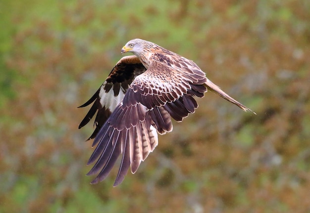 Nahaufnahme eines Adlers im Flug