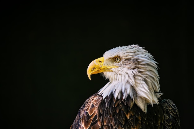 Foto nahaufnahme eines adlers vor schwarzem hintergrund