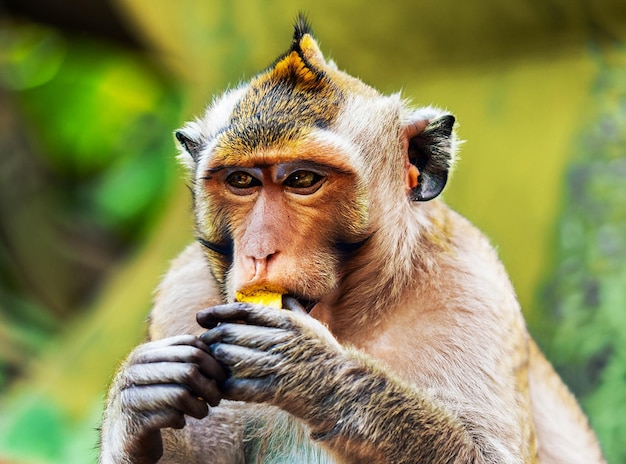 Nahaufnahme eines Affen, der in freier Wildbahn Bananen isst