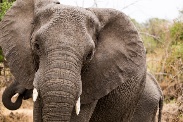 Nahaufnahme eines afrikanischen elefant, Südafrika.