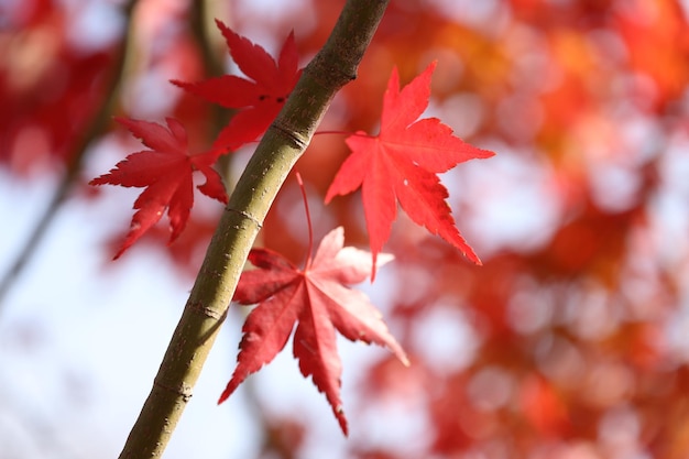 Nahaufnahme eines Ahornbaums im Herbst