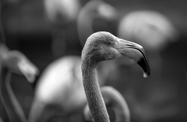 Nahaufnahme eines amerikanischen oder karibischen Flamingos phoenicopterus ruber Flamingos oder Flamingos sind