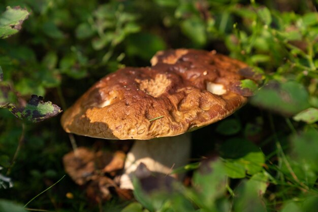 Foto nahaufnahme eines an land wachsenden pilzes