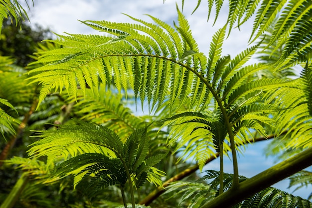 Nahaufnahme eines anmutigen hellgrünen Blattes des Farns. Iriomote-Insel.