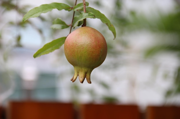 Nahaufnahme eines Apfels auf einem Baum