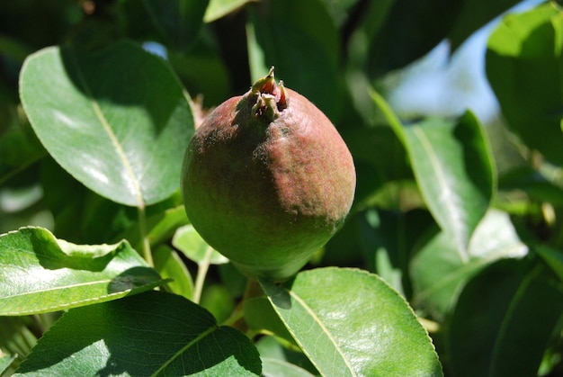 Foto nahaufnahme eines apfels auf einem baum