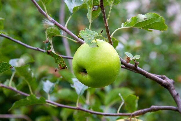 Foto nahaufnahme eines apfels auf einem baum