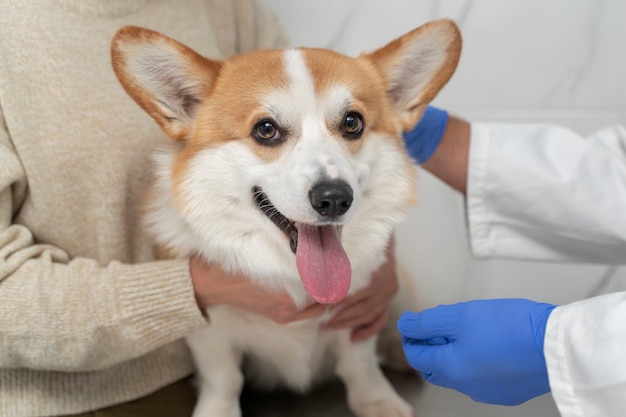 Nahaufnahme eines Arztes, der den Smiley-Corgi überprüft