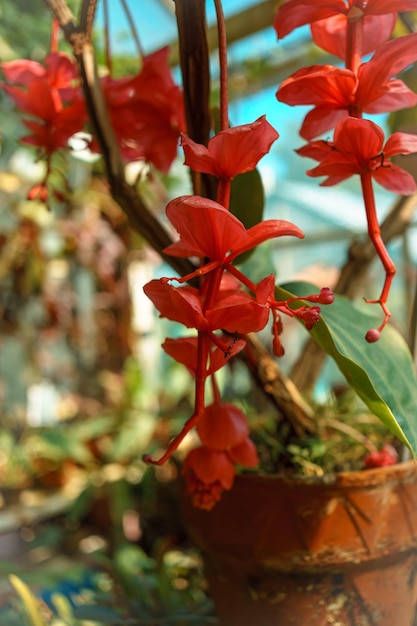 Nahaufnahme eines Astes mit einem Strauß roter Blumen