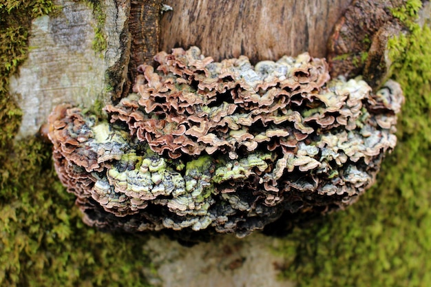 Foto nahaufnahme eines auf dem baumstamm wachsenden pilzes