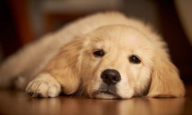 Nahaufnahme eines auf dem Boden liegenden Hundes